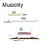 Dimensions of musiclily basic soft guitar pickup under saddle piezo for acoustic or classical guitar m254