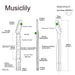 Dimensions of musiclily pro 9 5 inch radius 21 fret maple tl style electric guitar neck unfinished mx2313un