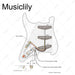 Size of musiclily pro electric guitar pre wired wiring harness upgrade for american style st sss with 5 way switch and 3a pots mx3173nk