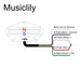 Size of musiclily pro tl dpla alnico 5 rail blade single coil sized humbucker bridge pickup low output 6 2k for tele style electric guitar mx3242p