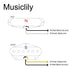Size of musiclily pro tl 50s alnico 5 single coil neck bridge pickups set for tele style electric guitar mx3245mx3246p