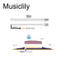 Dimensions of musiclily basic transducer under bridge saddle film sensor piezo pickup for acoustic guitar 69mm 2 2mm mx3298